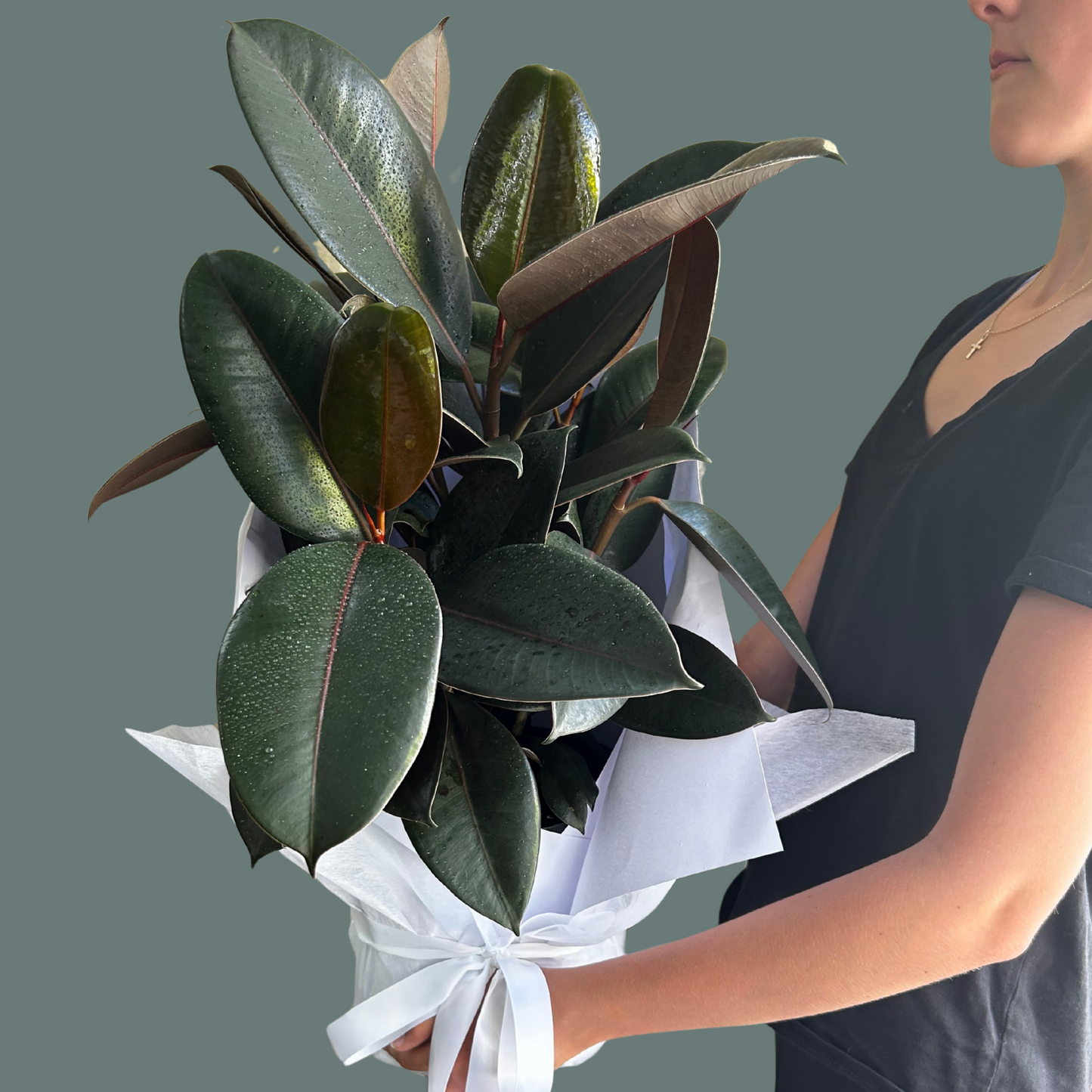 Burgundy Rubber Tree | Ficus Elastica