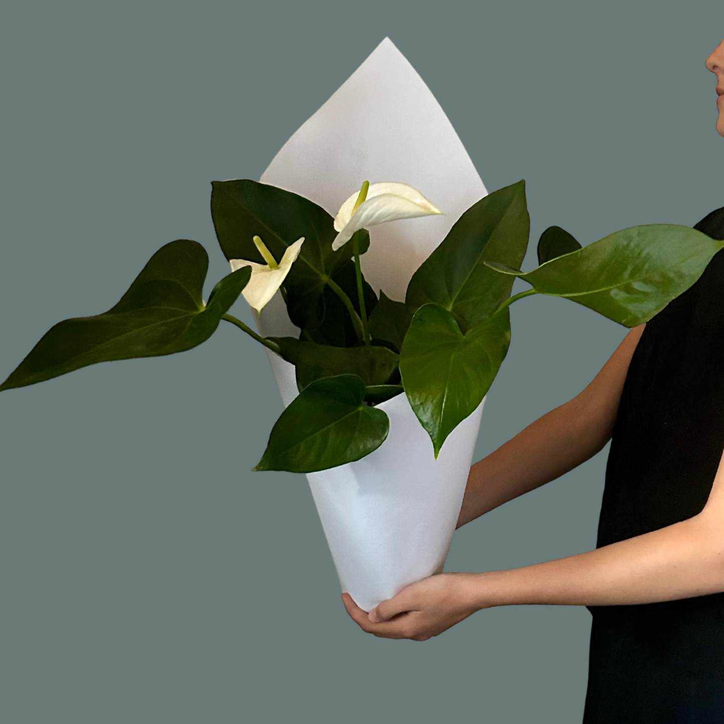White Anthirium Plant