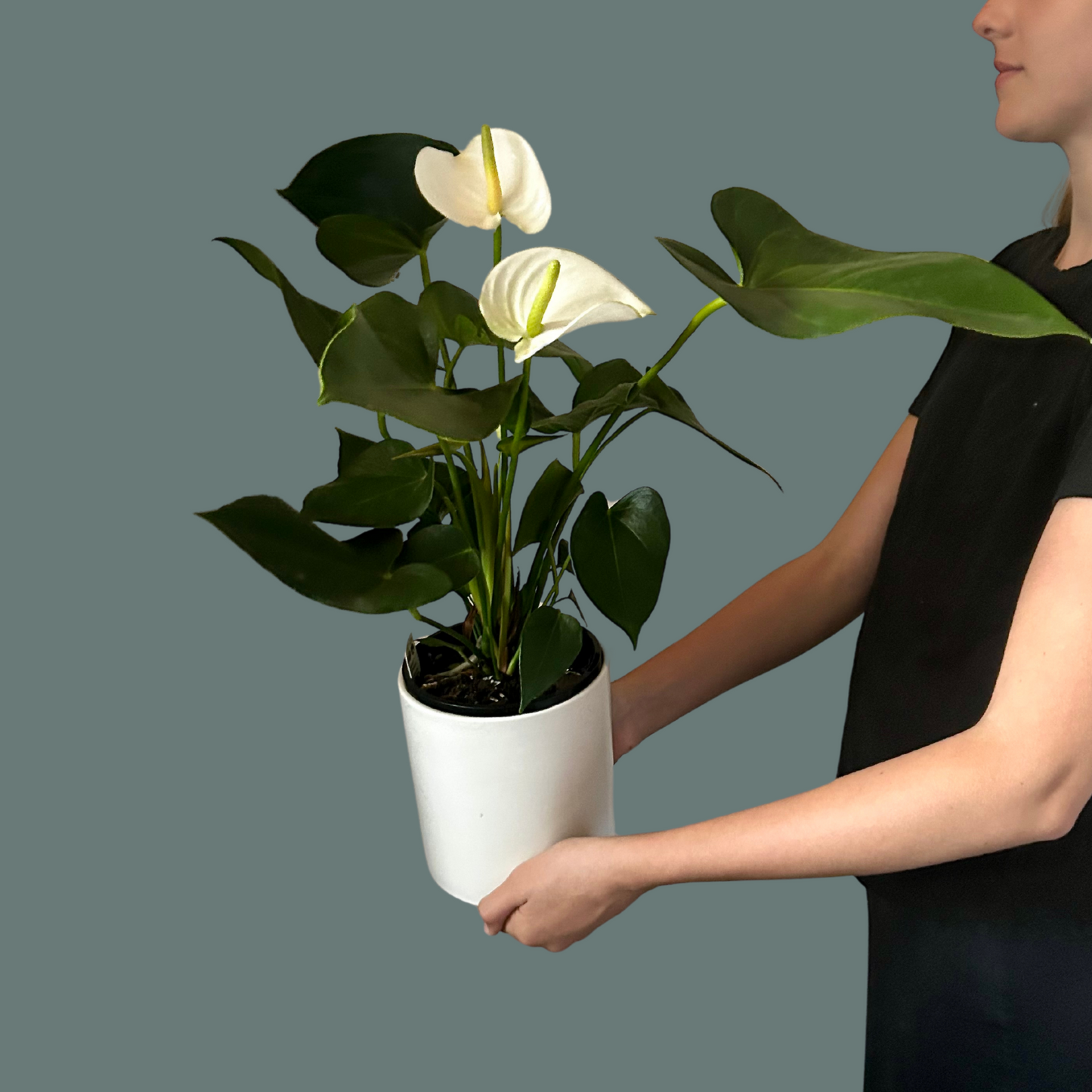 White Anthirium Plant