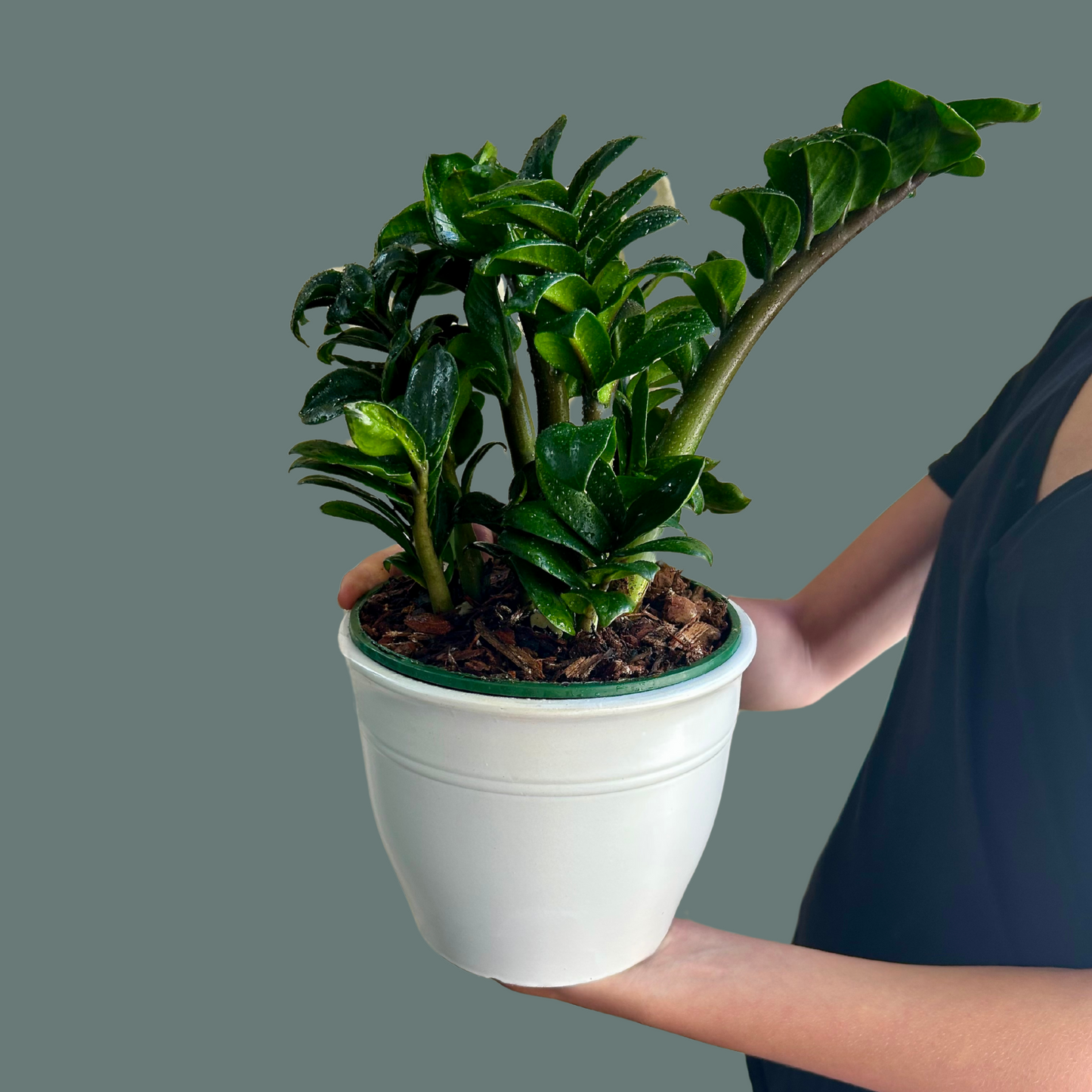 Zanzibar Gem | Zamioculcas zamiifolia