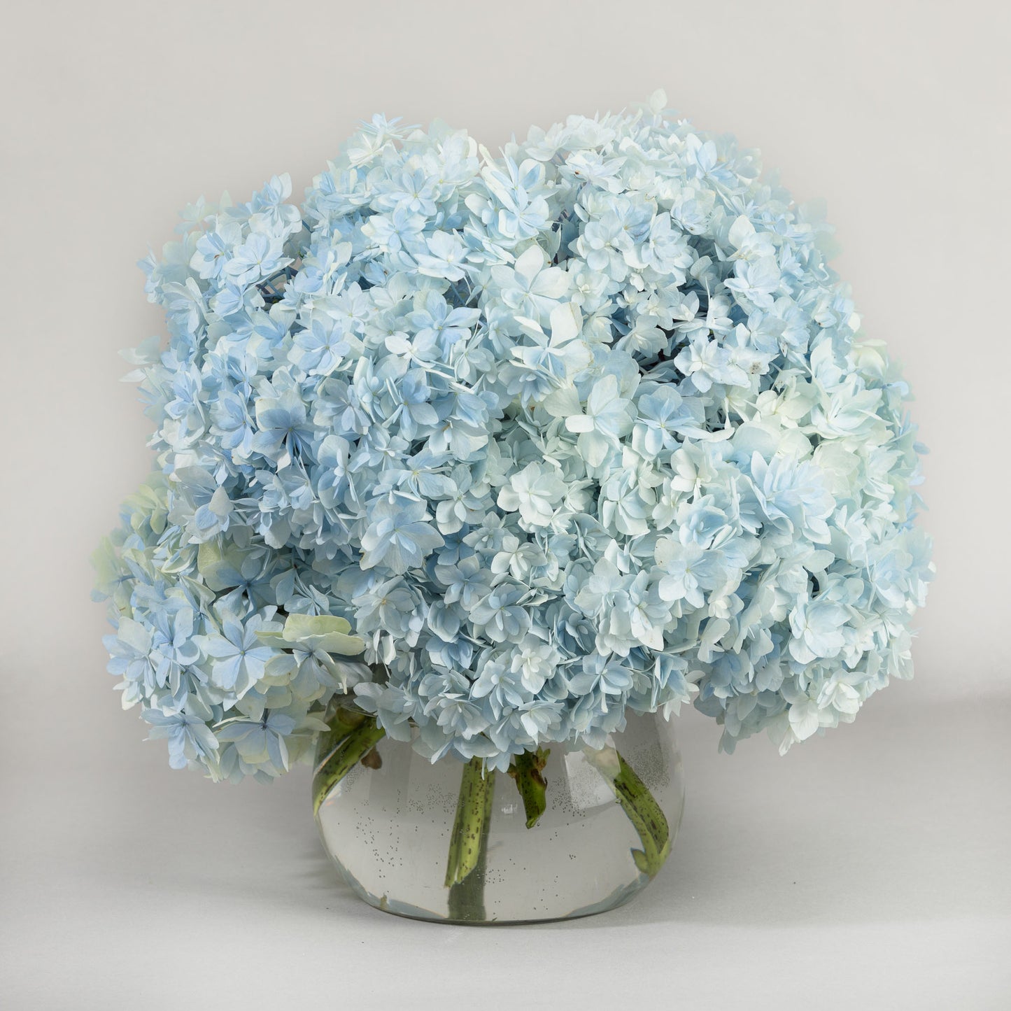 Hydrangeas