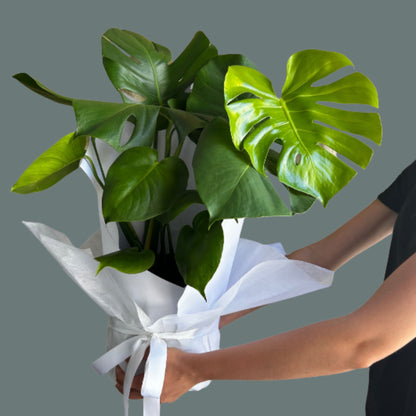 Monstera