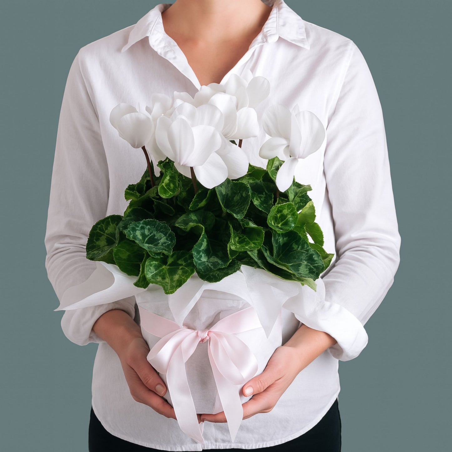 White Cyclamen Plant