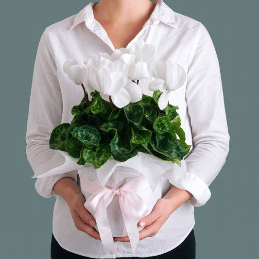 White Cyclamen Plant