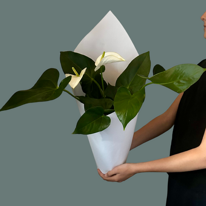 White Anthirium Plant