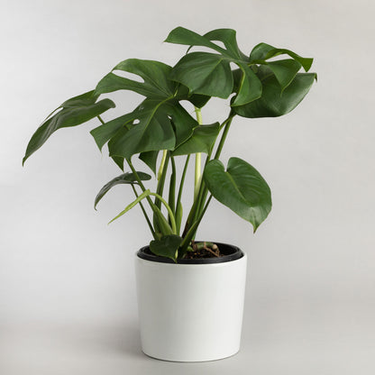 Monstera