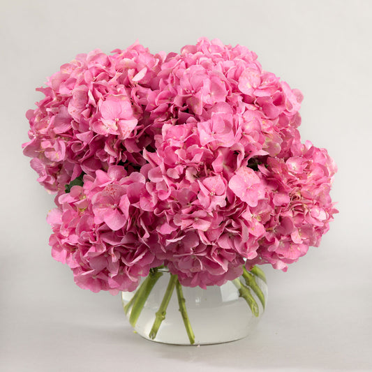 Hydrangeas