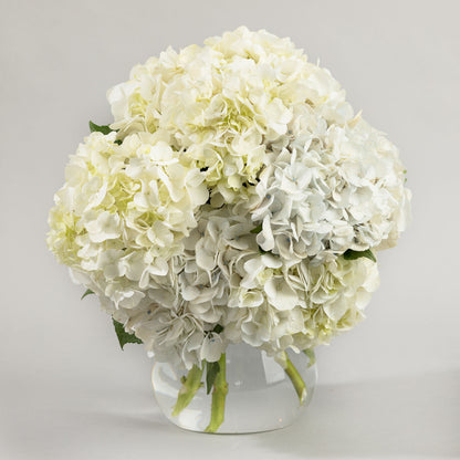 Classic Hydrangea
